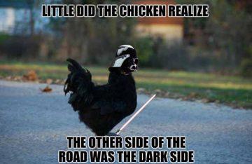 70 Funniest Chicken Meme - Meme Central