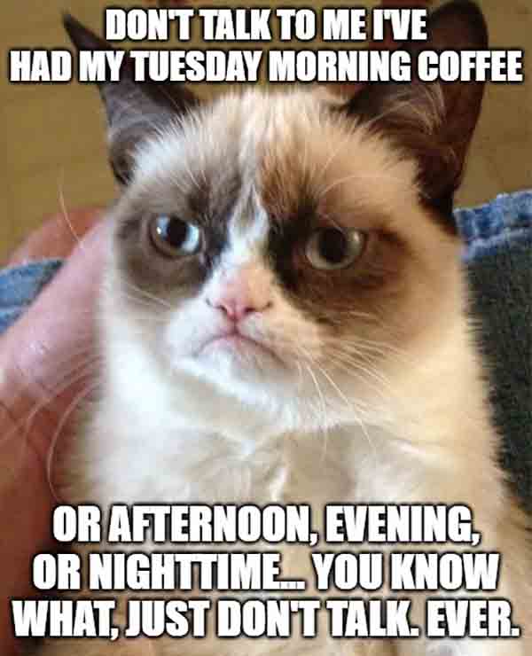 grumpy cat coffee tuesday meme