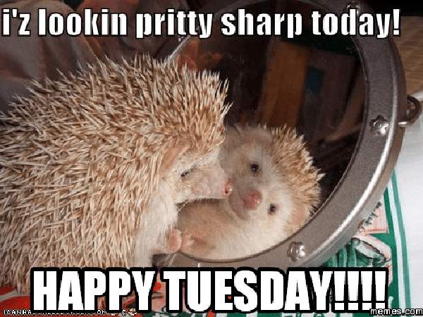 happy tuesday meme cute