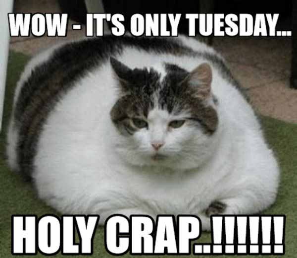 tuesday cat meme