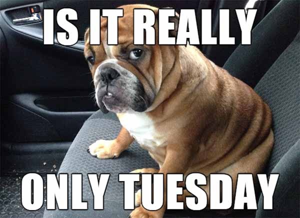 tuesday dog meme